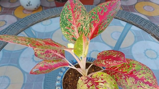 Stardust Aglaonema or red Aglaonema care . смотреть онлайн
