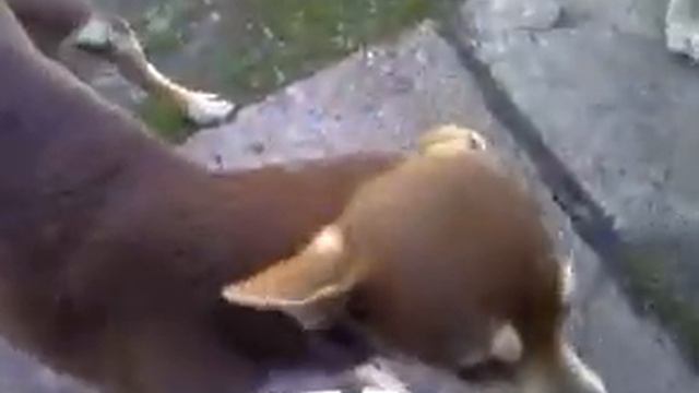Улыбка собаки.mp4 смотреть онлайн