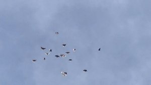 ? Николаевские голуби 2021. Гоняем Николаевских голубей Украина ??