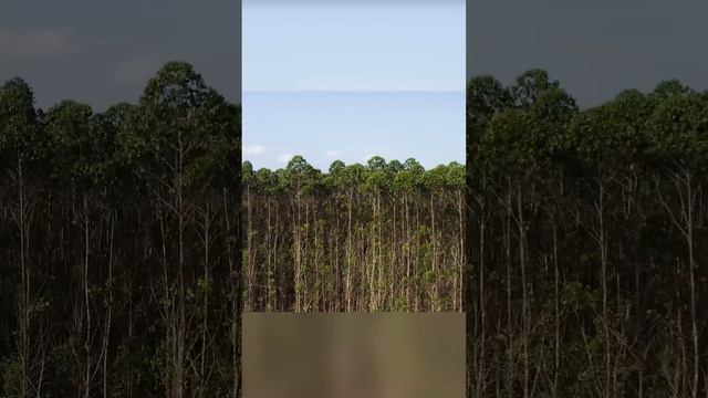 Зелёная пустыня захватывает лес смотреть онлайн