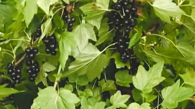О сортах чёрной смородины смотреть онлайн