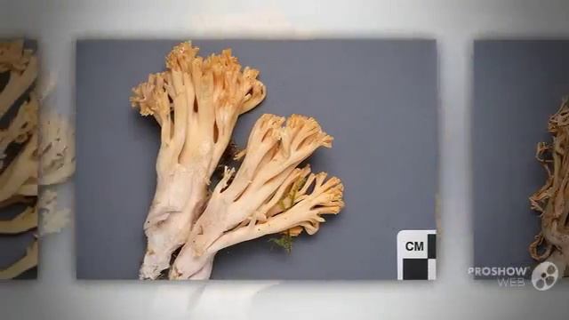 Ramaria aurantiisiccescens - fungi kingdom смотреть онлайн