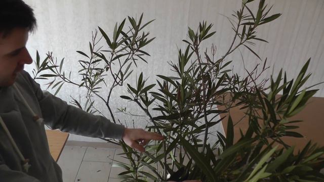 Oleanderschnitt | Wie schneide ich einen Oleander смотреть онлайн