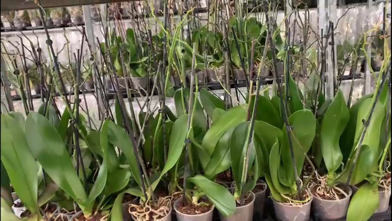 Целый склад с ПРОПАДАЮЩИМИ орхидеями! СПб. СПАСАЕМ ОРХИДЕИ! смотреть онлайн