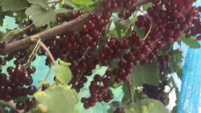 Варенье из малины и чёрной смородины?/сбор урожая?? смотреть онлайн