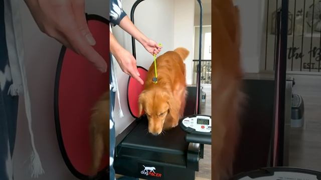 My Dogs Love Their Treadmill смотреть онлайн