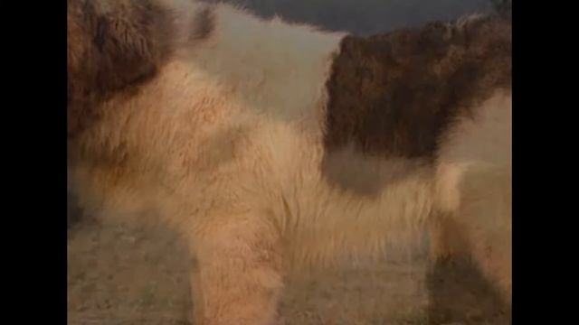 Пиренейский мастиф (Молоссы). Энциклопедия пород собак. смотреть онлайн