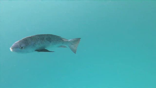 Manta Rays // 30~08~20 // Hanifaru Bay, Maldives смотреть онлайн