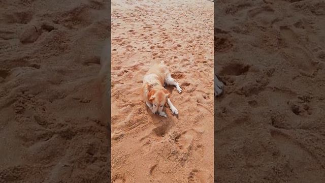 Golden Retriever Portugal. Порода собак Золотой Ретривер в Португалии 🇵🇹@YouTube  (4) смотреть онлайн