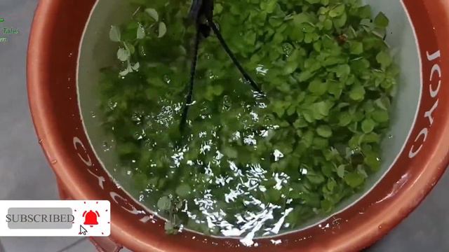 Top Secrets Of Healthy #Hanging_Plants |How To Grow Long And Bushy Hanging Plants/#gardenfortales