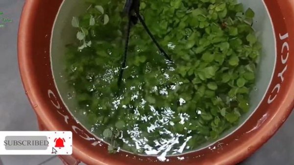 Top Secrets of Healthy #Hanging_Plants |How to grow Long and Bushy hanging plants/#gardenfortales