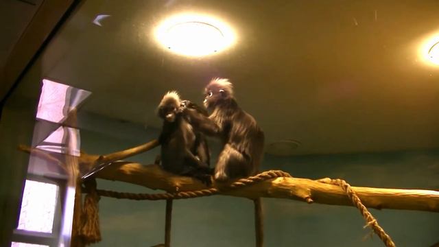 13. Новосибирский зоопарк. А вы как проявляете свои чувства? смотреть онлайн