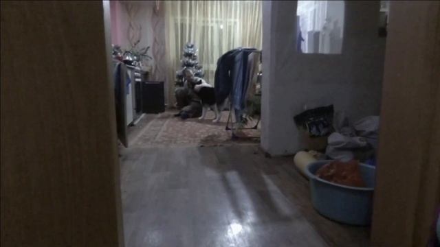 Хаски Эльза мечта сбылась. У нас появились куры доминанты. смотреть онлайн