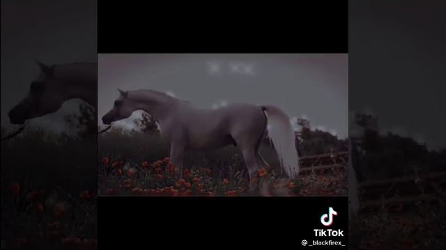 Лошади арабской породы?? смотреть онлайн