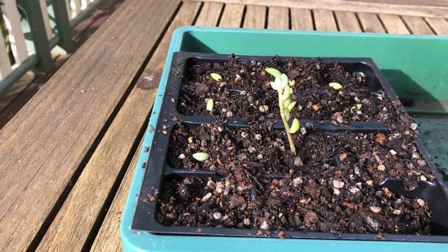 How to Propagate Donkey's Tail (Burros Tail) Succulents | Sedum Morganianum смотреть онлайн