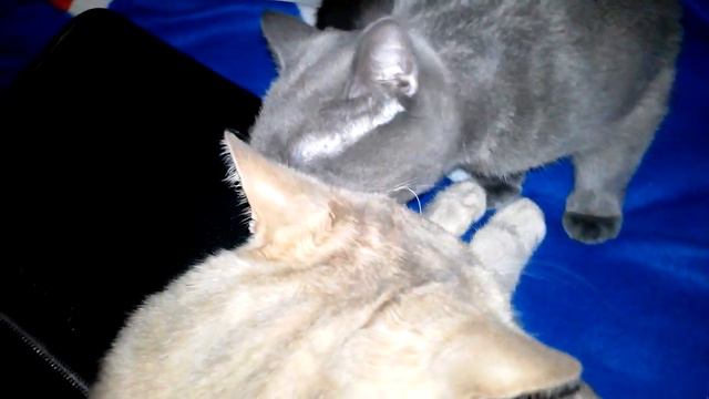 Кот и кошка разговаривают друг с другом, говорят Я ТЕБЯ ЛЮБЛЮ. Милое видео #VivaVideo .