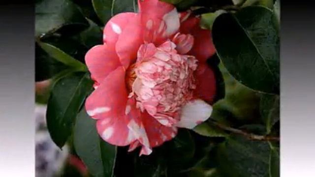 КРАСАВИЦА КАМЕЛИЯ смотреть онлайн