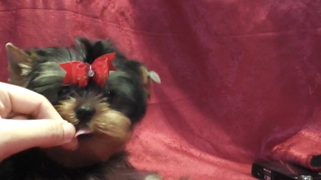 ЭЛИТНЫЕ КУКОЛЬНЫЕ ЙОРКИ НА САЙТЕ MARIYA-YORKSHIRETERR.NAROD.RU смотреть онлайн