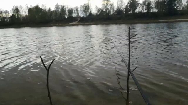 Наконец-то я для вас словил рыбу! Рыбалка на Микашевичском канале. смотреть онлайн