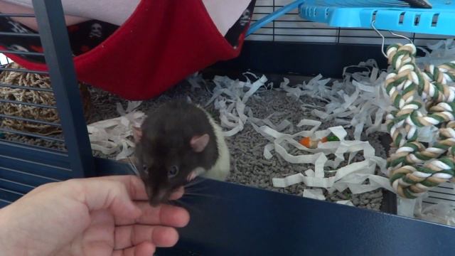 Why Is My Rat Sneezing? смотреть онлайн