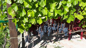 Виноград и малина