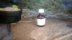 Ушной клещ у кроликов. Лечение ушного клеща. Ивермек средство от ушного клеща, блох, глистов у кроли