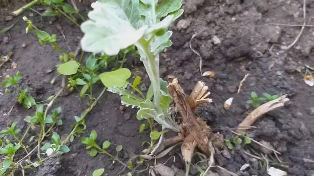 ЦИНЕРАРИЯ ПРИМОРСКАЯ ПРЕКРАСНЫЙ МНОГОЛЕТНИК ДЛЯ САДА! смотреть онлайн