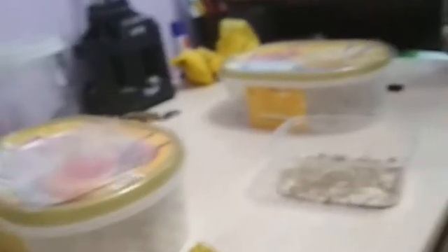 Как разводить жуков мучников (мучных червей) смотреть онлайн