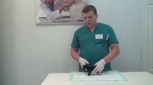 Как понять, что у вашей кошки паразиты