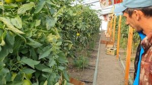 Томат Мей Шуай и Пинк Айди