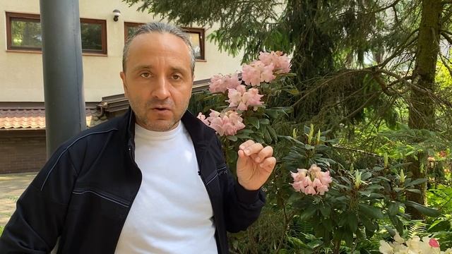 Редчайшие Рододендроны и знаменитый Саган Дайля. смотреть онлайн