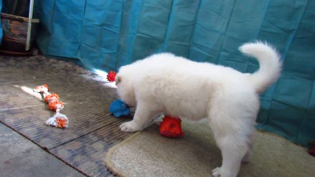 Щенки - Белая Швейцарская Овчарка (kennel 