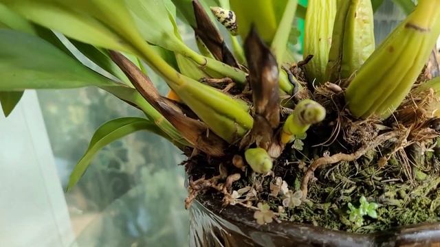 Maxillaria picta очередное цветение. смотреть онлайн