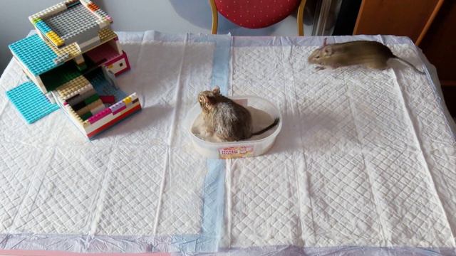белочки дегу играют смотреть онлайн