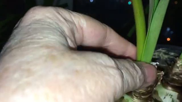 Гиппеаструм зацвёл 08 03 2024