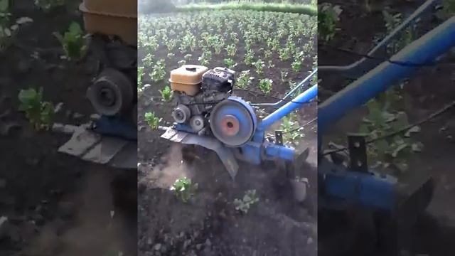 Окучник роторный одинарныйдля мотоблока НЕВА смотреть онлайн