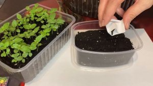 Львиный зев посев семенами