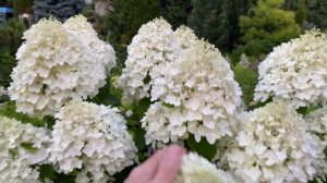 Гортензия метельчатая "Шугар Раш" Hydrangea paniculata "Sugar Rush"