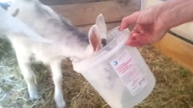 учим козлят кушать самостоятельно. Солнечная жизнь в деревне