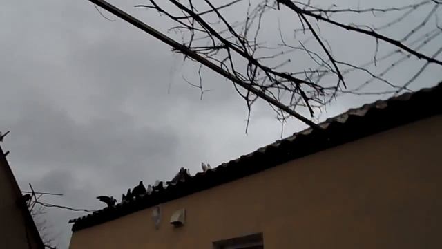 Новое приобретение 3-и пары голубей.