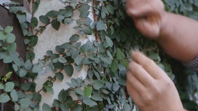 Ficus Pumila O Ficus Trepador - Bricomanía - Jardinatis