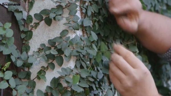 Ficus pumila o ficus trepador - Bricomanía - Jardinatis