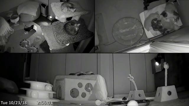 Кошки - домашние животные| LIVE 24 спутник смотреть онлайн