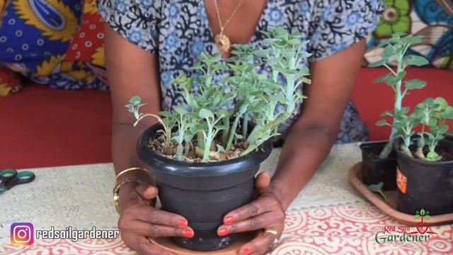 Propagating The Senecio Articulatus Plant | Candle Plant