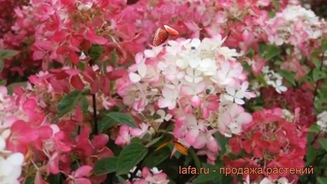 Гортензия метельчатая Пинк Даймонд ? обзор: как сажать, саженцы гортензии Пинк Даймонд смотреть онлайн