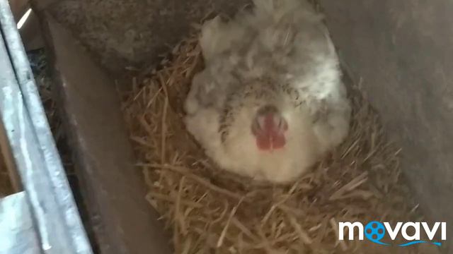 Обзор моего хозяйства смотреть онлайн