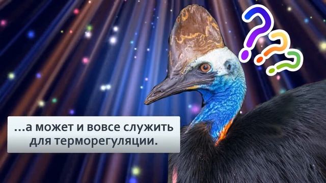 Казуар Самая опасная птица на планете с тесаками на ногах смотреть онлайн