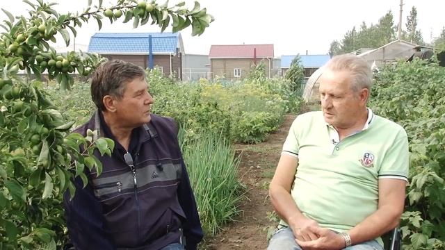 В ладу с природой 321 - выращивание черной смородины