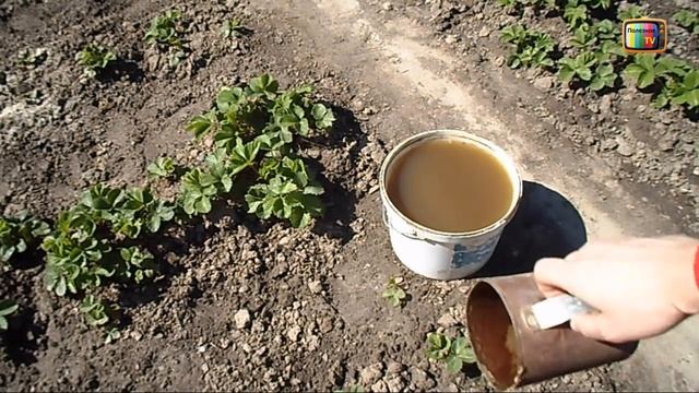 ПОДКОРМКА КЛУБНИКИ ПЕРВАЯ ВЕСЕННЯЯ смотреть онлайн