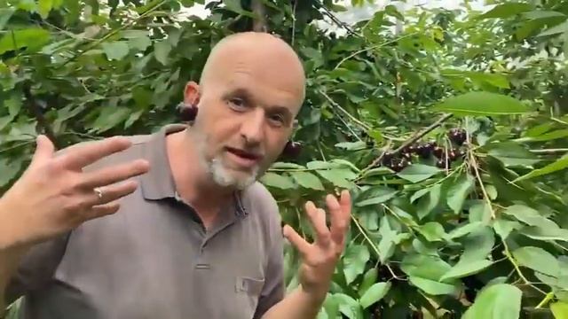 Кордия сорту.Черешня.0772190909.Консультация берилет смотреть онлайн